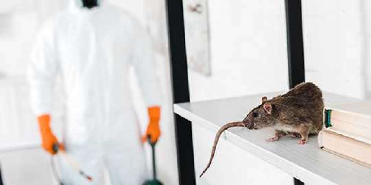 Effective Pest Control Services in Newmarket: A Comprehensive Overview